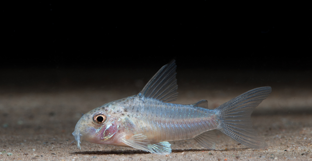 Corydoras albolineatus