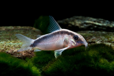 corydoras arqué Callichthyidae