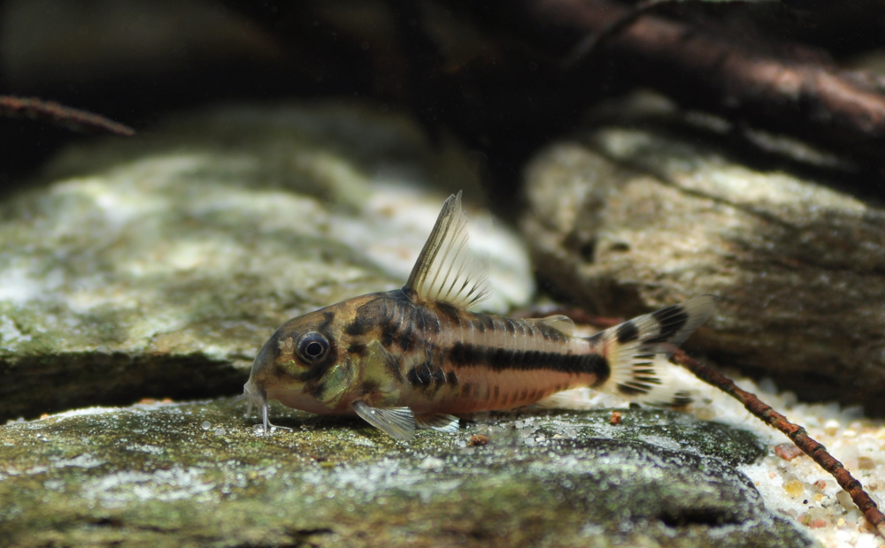 Corydoras boesemani