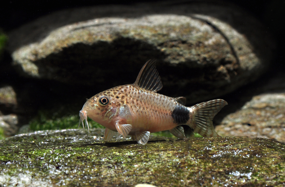 Corydoras caudimaculatus