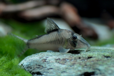 Corydoras cortesi Callichthyidae