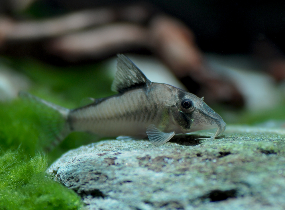 Corydoras cortesi