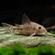 picture of Corydoras diphyes