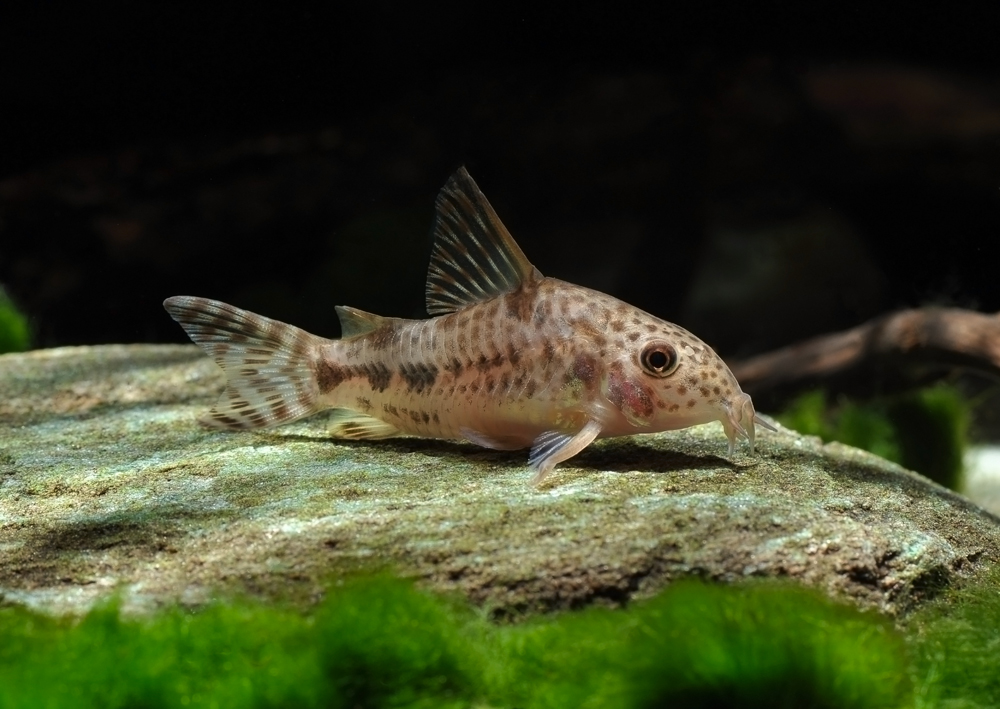 Corydoras diphyes