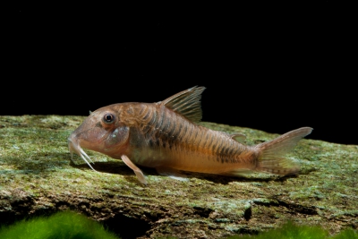 Corydoras ellisae Callichthyidae