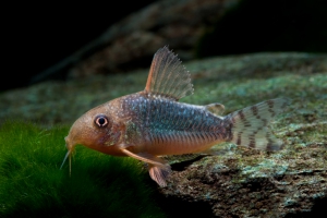 Corydoras gossei