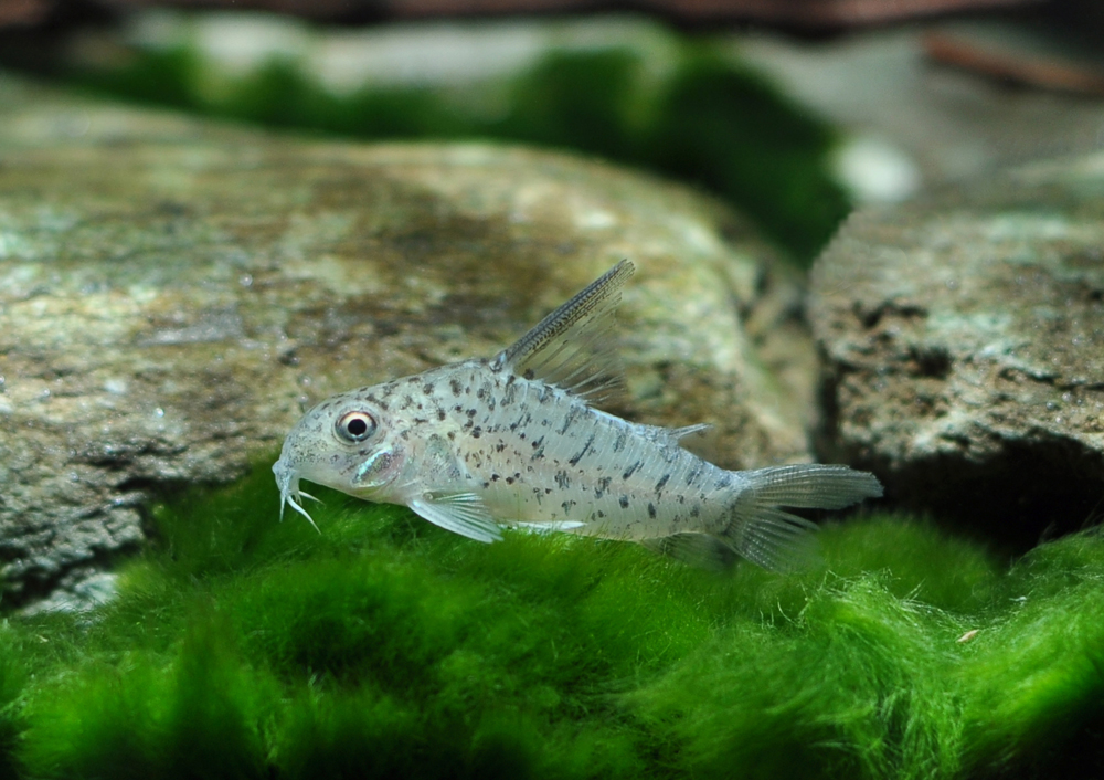 Corydoras loretoensis