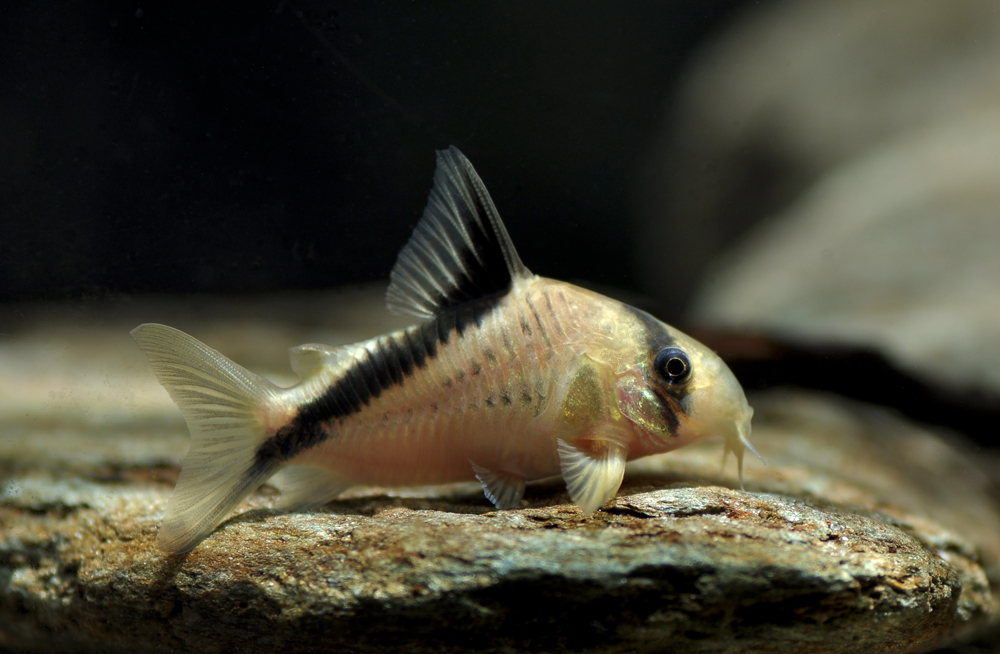 Corydoras melini
