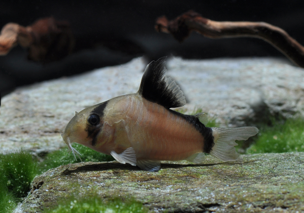 Corydoras metae