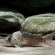 picture of Corydoras nijsseni