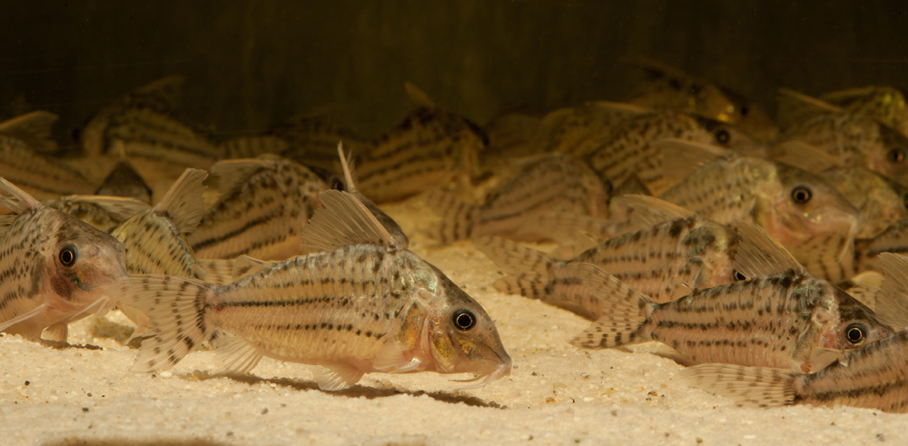Corydoras ornatus