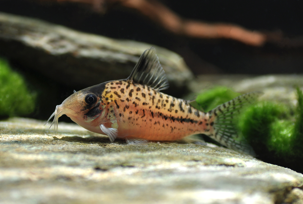 Corydoras orphnopterus