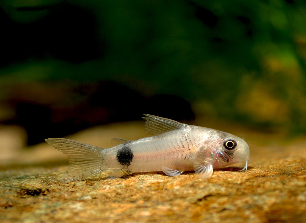 Corydoras ortegai