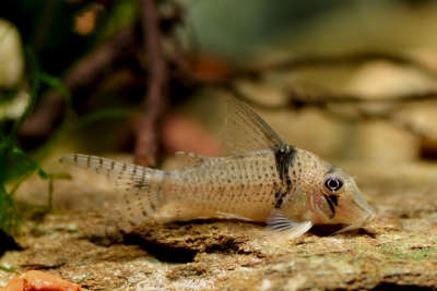 Corydoras pastazensis Callichthyidae