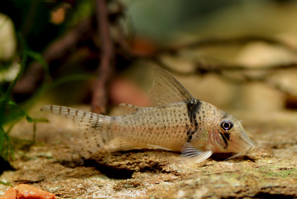 Corydoras pastazensis