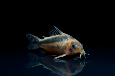 Corydoras rabauti Callichthyidae