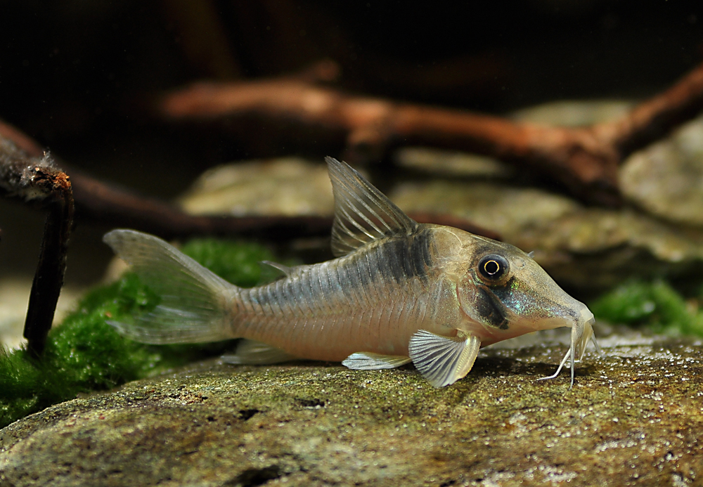 Corydoras serratus