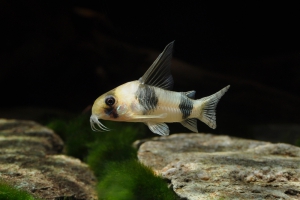 Corydoras tukano