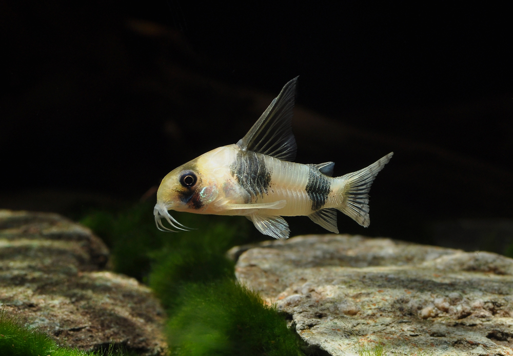 Corydoras tukano