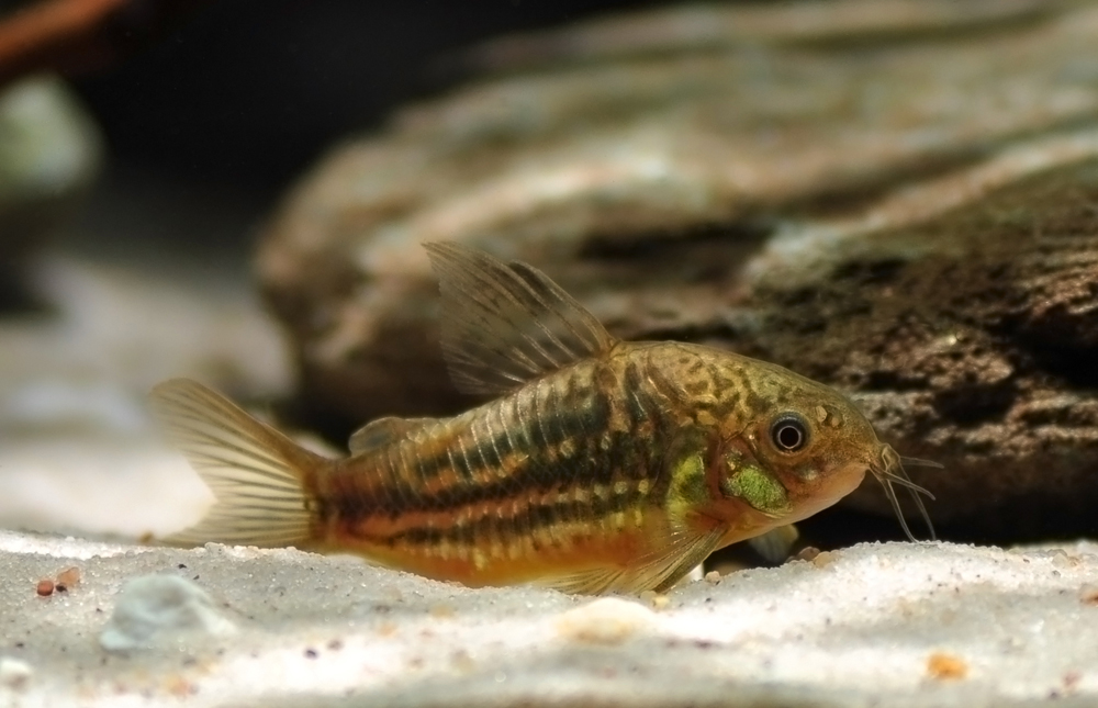Corydoras undulatus