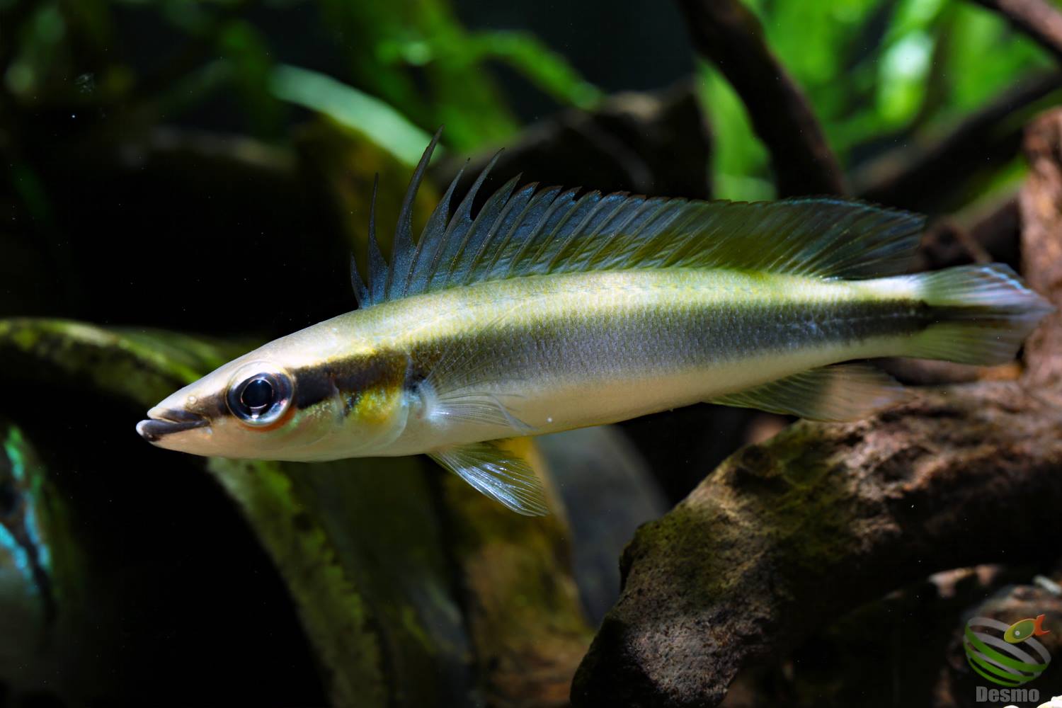 Px Crenicichla Notophthalmus 3-4 cm na Aquapet - PET SHOP MOGI