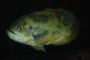 Astronotus ocellatus