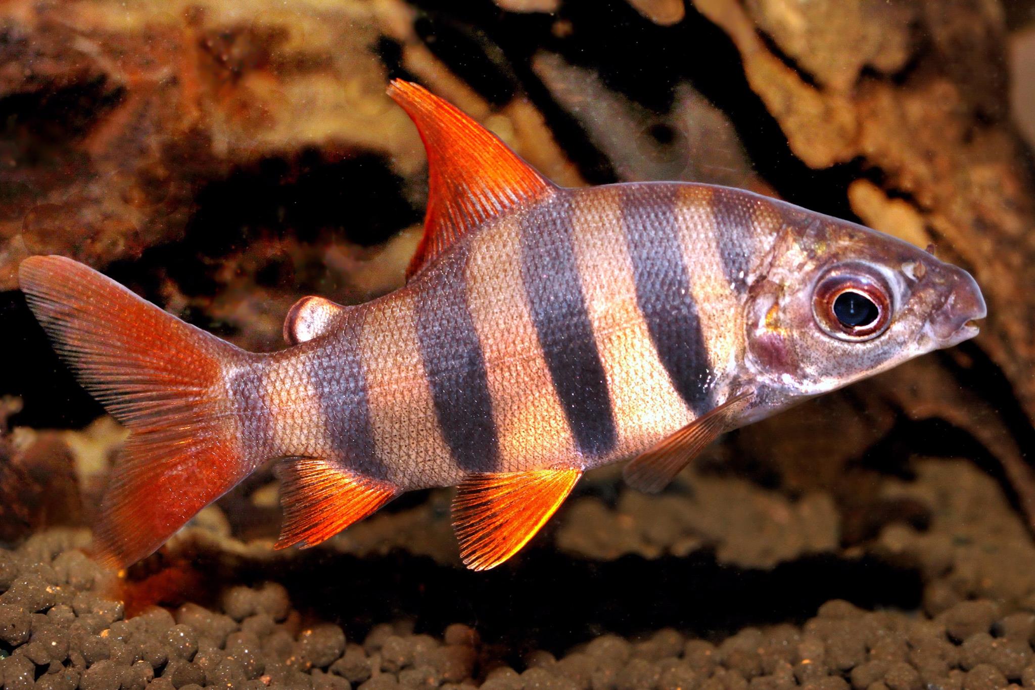 Distichodus sexfasciatus