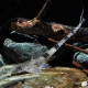 picture of Rineloricaria fallax