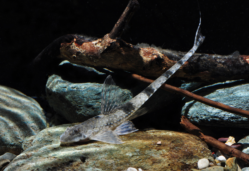 Rineloricaria fallax