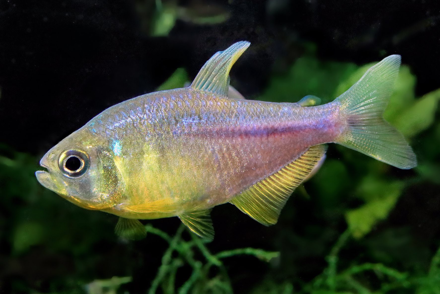 Hyphessobrycon itaparicensis