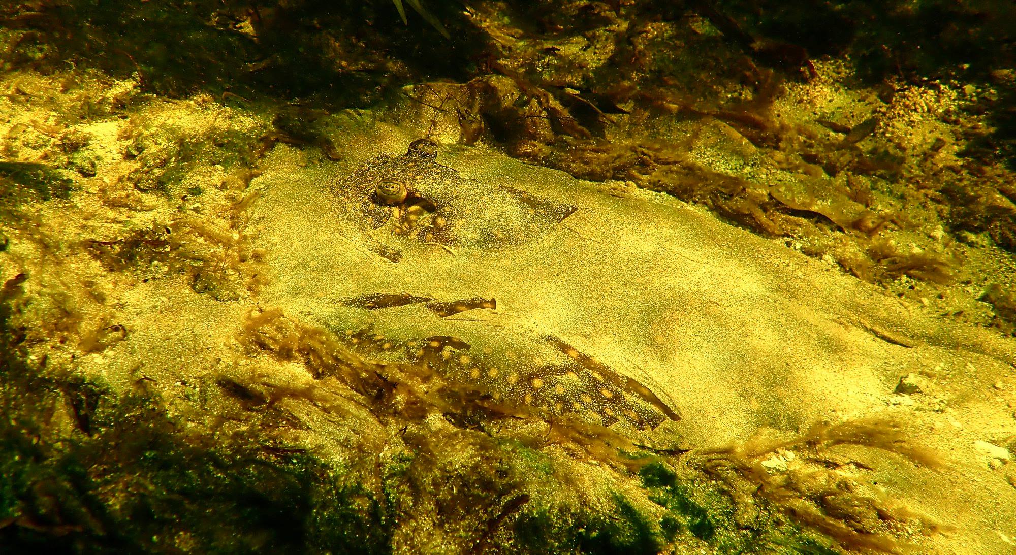 Potamotrygon