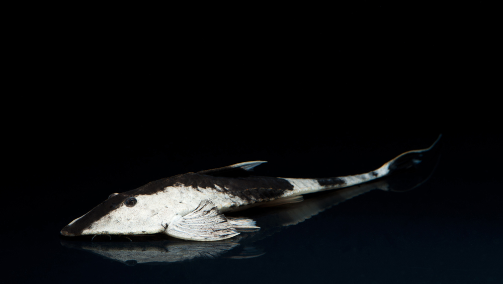 Pseudohemiodon apithanos