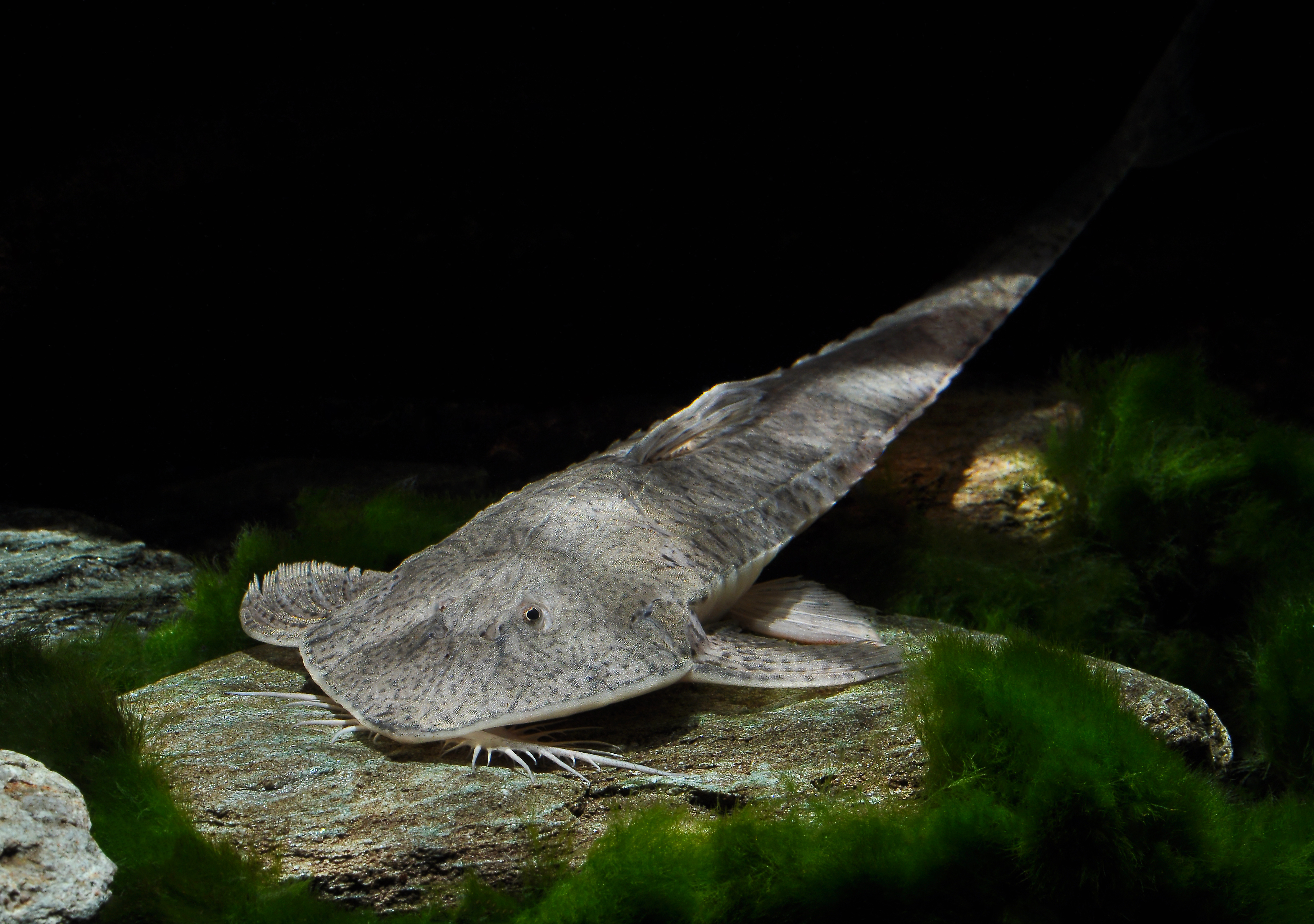 Pseudohemiodon laticeps