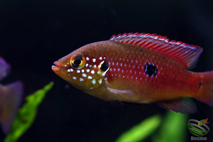 Rubricatochromis lifalili - cichlidé joyau