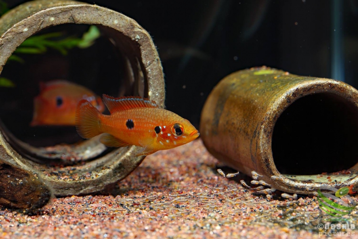 Rubricatochromis lifalili - cichlidé joyau