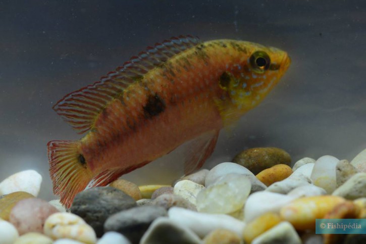 Rubricatochromis lifalili - cichlidé joyau