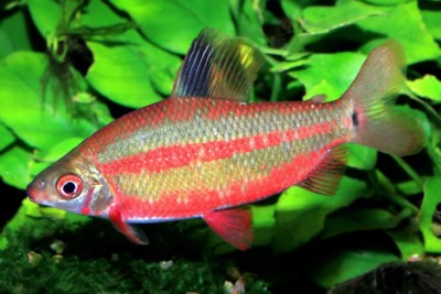 distichodus à nageoires rouges Distichodontidae