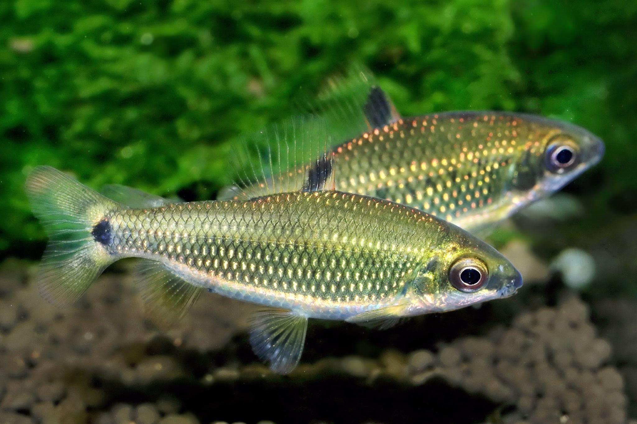 Distichodus teugelsi