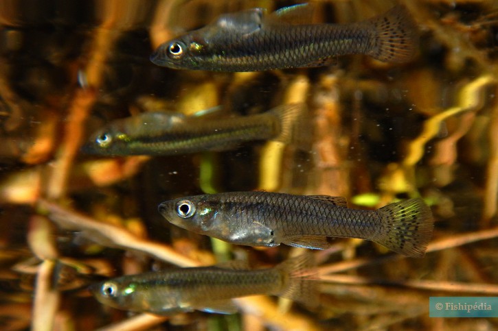 Gambusia holbrooki - gambusie