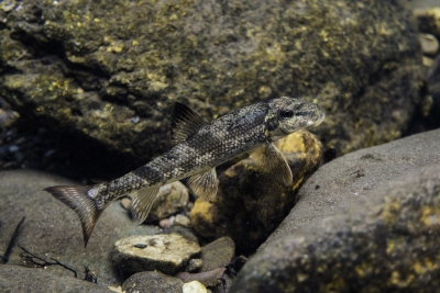 poisson ventouse d'Alabama Catostomidae