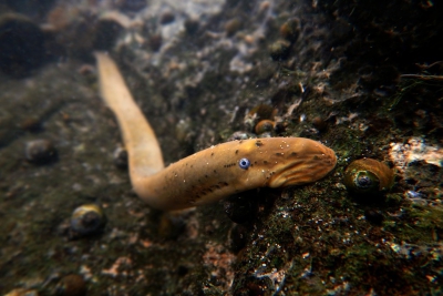 lamproie de l'Ohio Petromyzontidae