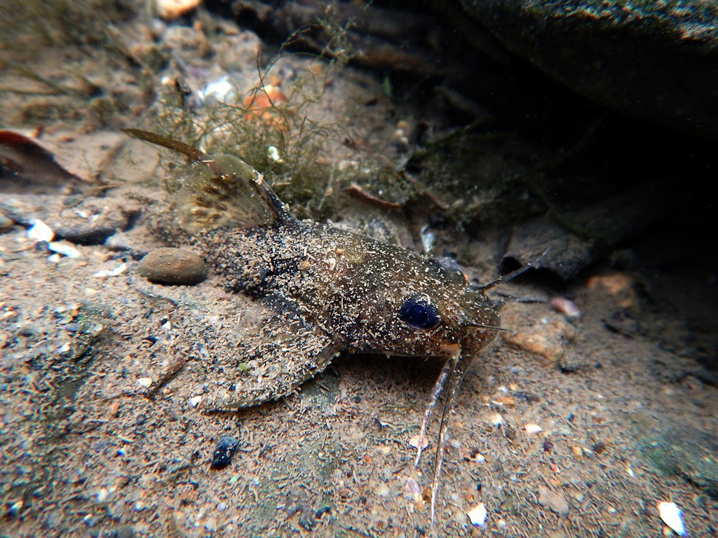 Noturus flavipinnis
