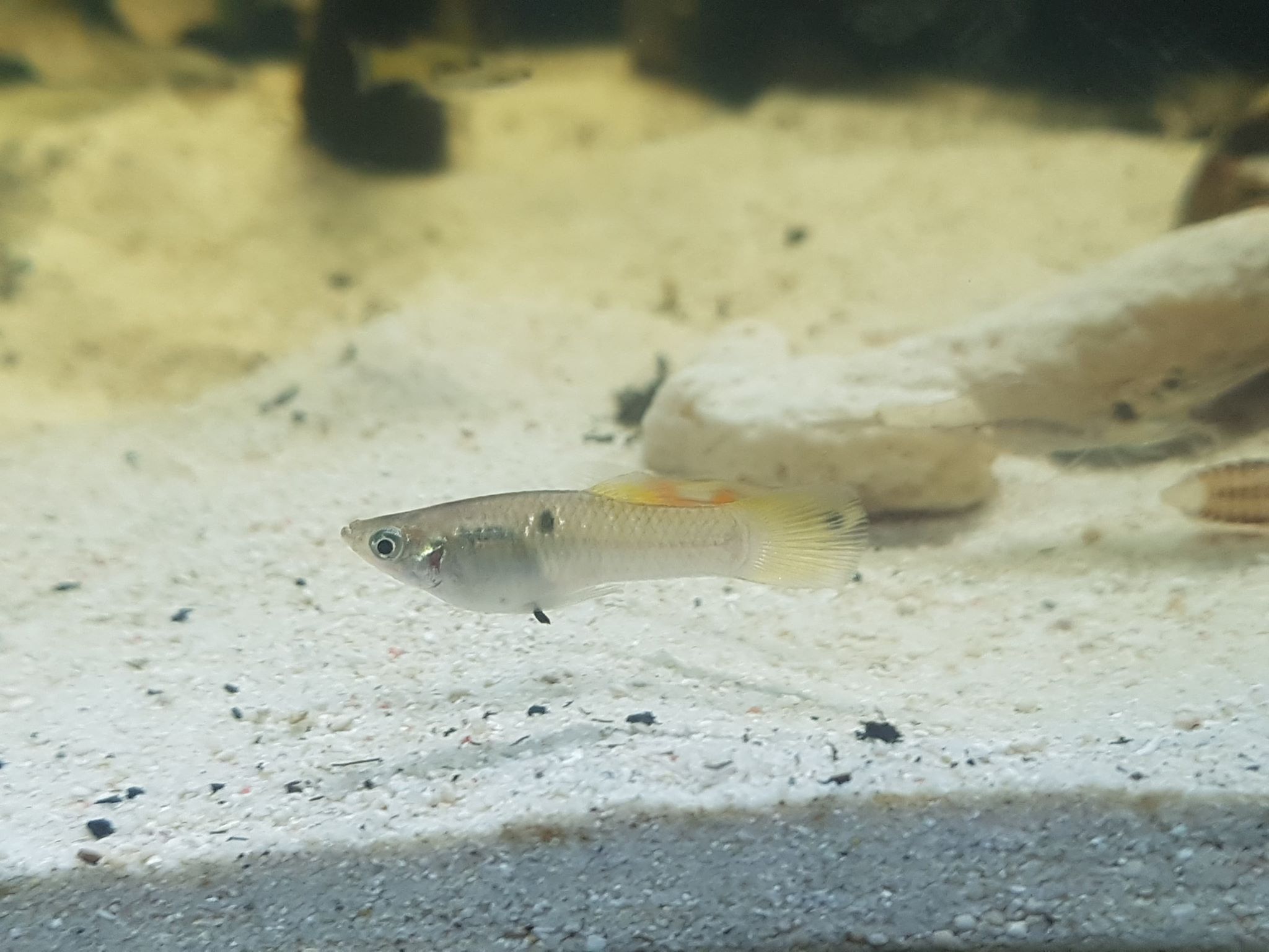 Poecilia vivipara