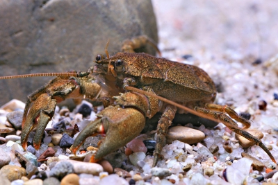 anomoure d'Argentine Aeglidae