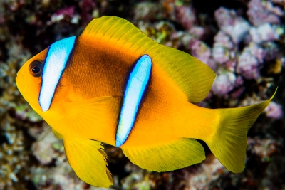 poisson-clown à deux bandes Pomacentridae