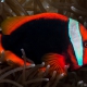 picture of Amphiprion frenatus