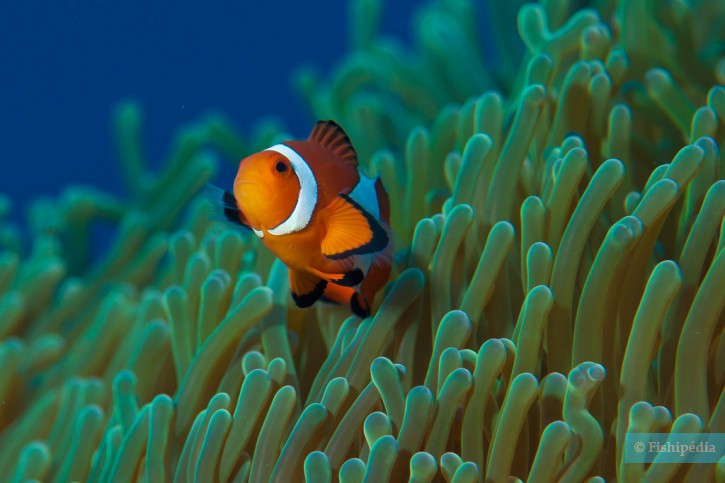 Amphiprion ocellaris - poisson-clown (némo)