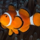 picture of Amphiprion ocellaris