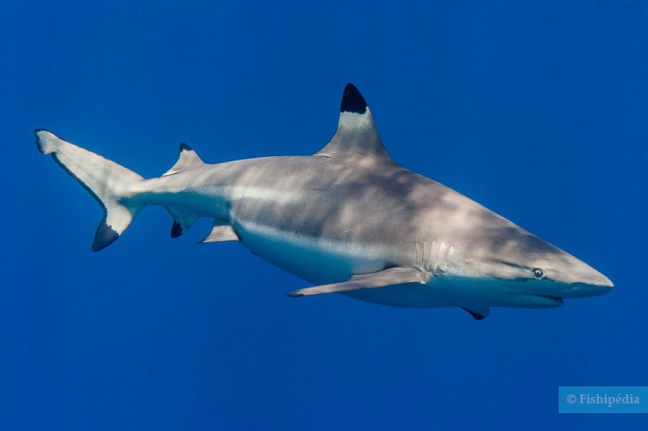 Carcharhinus melanopterus - requin à pointes noires