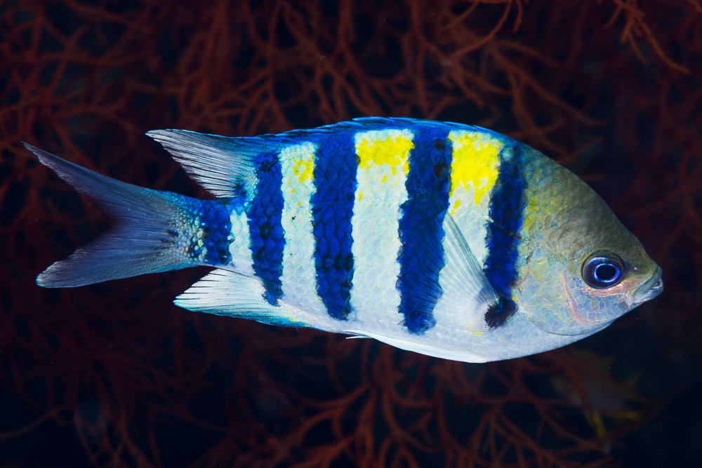 Abudefduf vaigiensis